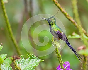 Close-up of the Wire-crested Thorntail