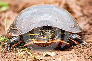 Close-up of  a Wisconsin Western Painted Turtle Chrysemys picta with head tucked in