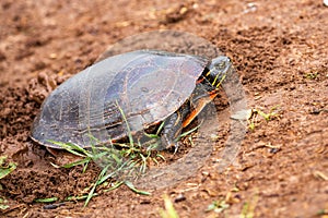 Close-up of  a Wisconsin Western Painted Turtle Chrysemys picta laying eggs