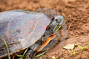 Close-up of  a Wisconsin Western Painted Turtle Chrysemys picta in the sand