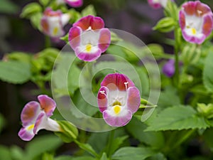 Close up Wishbone flower, Bluewings, Torenia