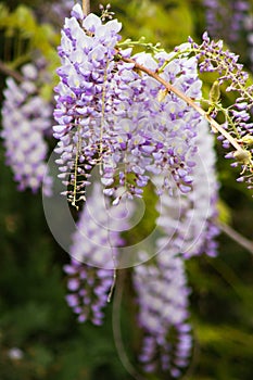 Close up of Wisteria `Blue Moon` in bloom.