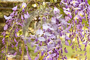 Close Up Wisteria Flowers In Bloom