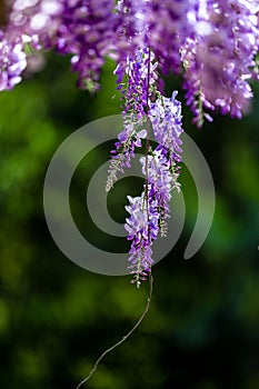 Close up of wisteria flowers on green out of focus background.