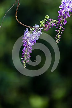 Close up of wisteria flowers on green out of focus background.