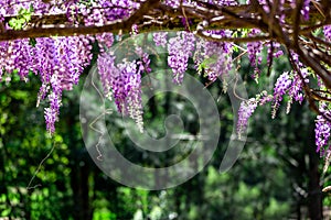 Close up of wisteria flowers on green out of focus background.