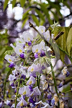 Close up of wisteria in Hermannshof gardens