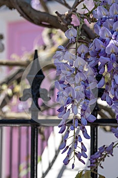 Wisteria tree in full bloom growing outside a white painted house with pink door in London