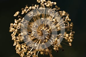 Close up of a withered Allium cristophii flower