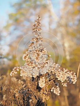 Close Up of a Withered Blossoms of a Giant Goldenrod in Golden Light
