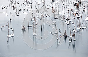 Close-up of the withered remnants of lotus in the frozen lake.