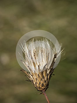 Close up withered thistle head on defocused green background