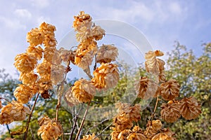 Wizened Humulus lupulus