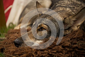 Close-up of wolf dog lying on rug