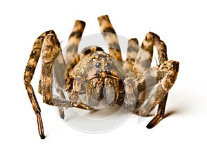 Close up of wolf spider