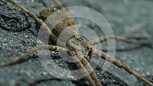 Close up wolf spider on the ground