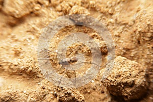 Close-up wolf spider on ground soil