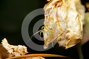 Close-up wolf spider in nature