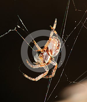 Close up of wolf spider spinning a web