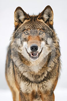 A close up of a wolf standing in the snow. Generative AI