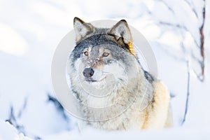 Close-up of a wolf standing in the snow