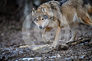 Close up wolf in winter forest background