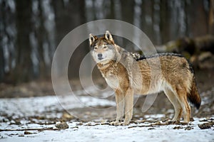 Close up wolf in winter forest background