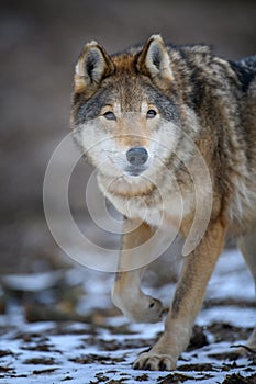 Close up wolf in winter forest background