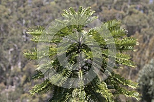Wollemi Pine Tree