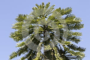 Wollemi Pine Tree