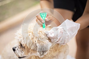 Close up woman applying tick and flea prevention treatment and medicine