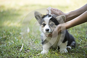 Close up woman applying tick and flea prevention treatment and medicine to her dog or pet