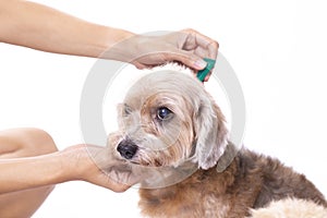 Close up woman applying tick and flea prevention treatment to her dog