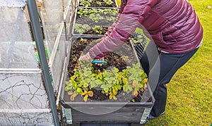 Close up of woman cutting gardening scissors strawberry bushes in garden on cold autumn day.