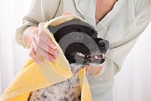 Woman Drying Her Dog With Towel At Home