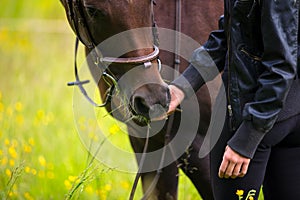 Close-up of woman feeding her arabian horse with snacks in the field