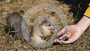 Close-up - a woman feeds Squirrel with sunflower seeds. Format photo 16x9.