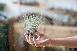 Close up of woman florist holding in hand and spraying air plant tillandsia at garden home/green house. Indoor gardening