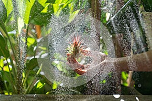 Close up of woman florist holding in her wet hand and spraying air plant Tillandsia at garden home/greenhouse during the heating