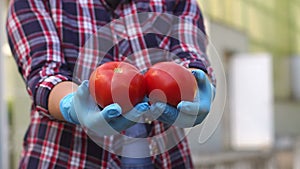 Close-up of woman gardener holding ripe tomato in greenhouse.