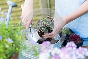 Close Up Of Woman Gardening At Home Planting Succulent Plants In Metal Planter Outdoors