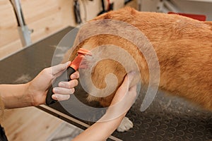 Close up of woman groomer combing fur of Welsh Corgi Pembroke dog with comb after bathing and drying at grooming salon. Woman pet