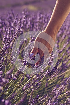 Close up of woman hand with colorful nail touching and feeling lavender flower in the field - concept of freedom nature and beauty