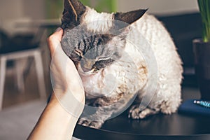 Close up of a woman hand cuddling cute Devon Rex cat. Cat is feeling relaxed, happy and is purring. Love and tenderness mood.