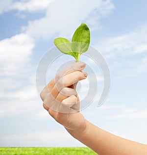 Close up of woman hand with green sprout