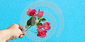 Close up of woman hand holding blossoming pink bougainvillea banch.Defocused blue water, swimming pool background with