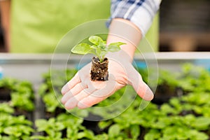 Close up of woman hand holding seedling sprout