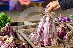 Close-up of woman hand holding sweet purple corn