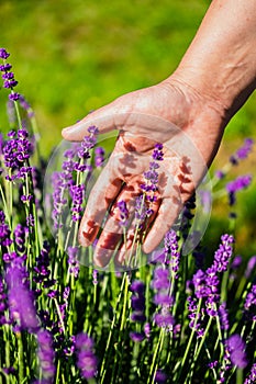 Close up woman hand in the lavender flowers on a lavender field. Woman's hand touching lavender, feeling nature