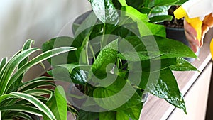 Close-up of Woman Hand Spraying Water on Houseplants in Flower Pots by Sprayer